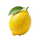 YUZU Citrus 柚子