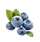 MURASAKI Berry 紫